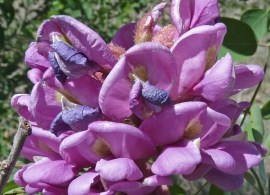 robinia neomexicana